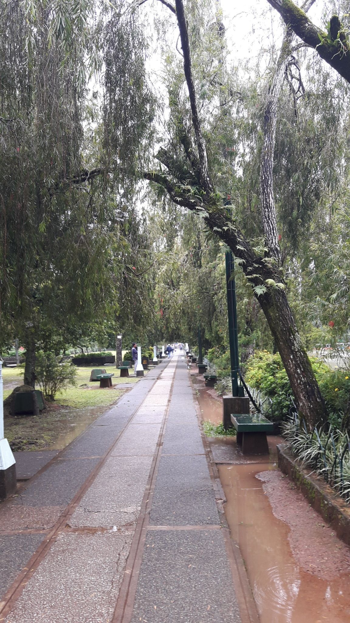 A wet pathway in a park with trees and benches.