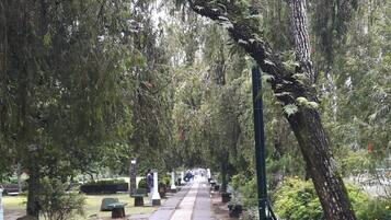 A wet pathway in a park with trees and benches.