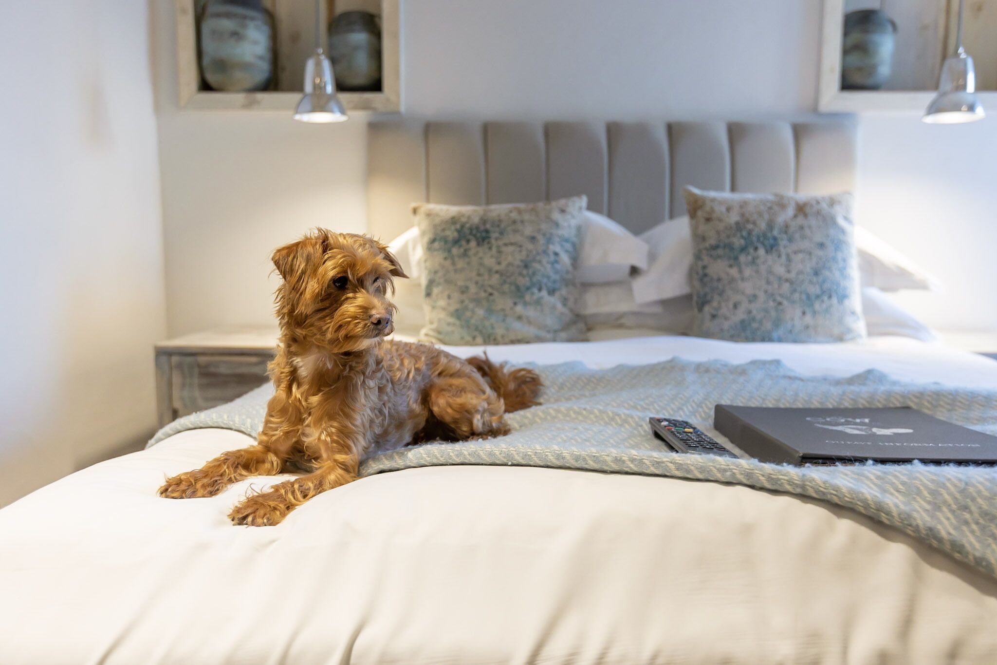 Un petit chien allongé sur un lit, avec une télécommande et un livre à proximité.