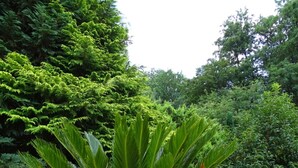 Eine Kübelpalme in einem Terrakottatopf auf einem gepflasterten Weg.
