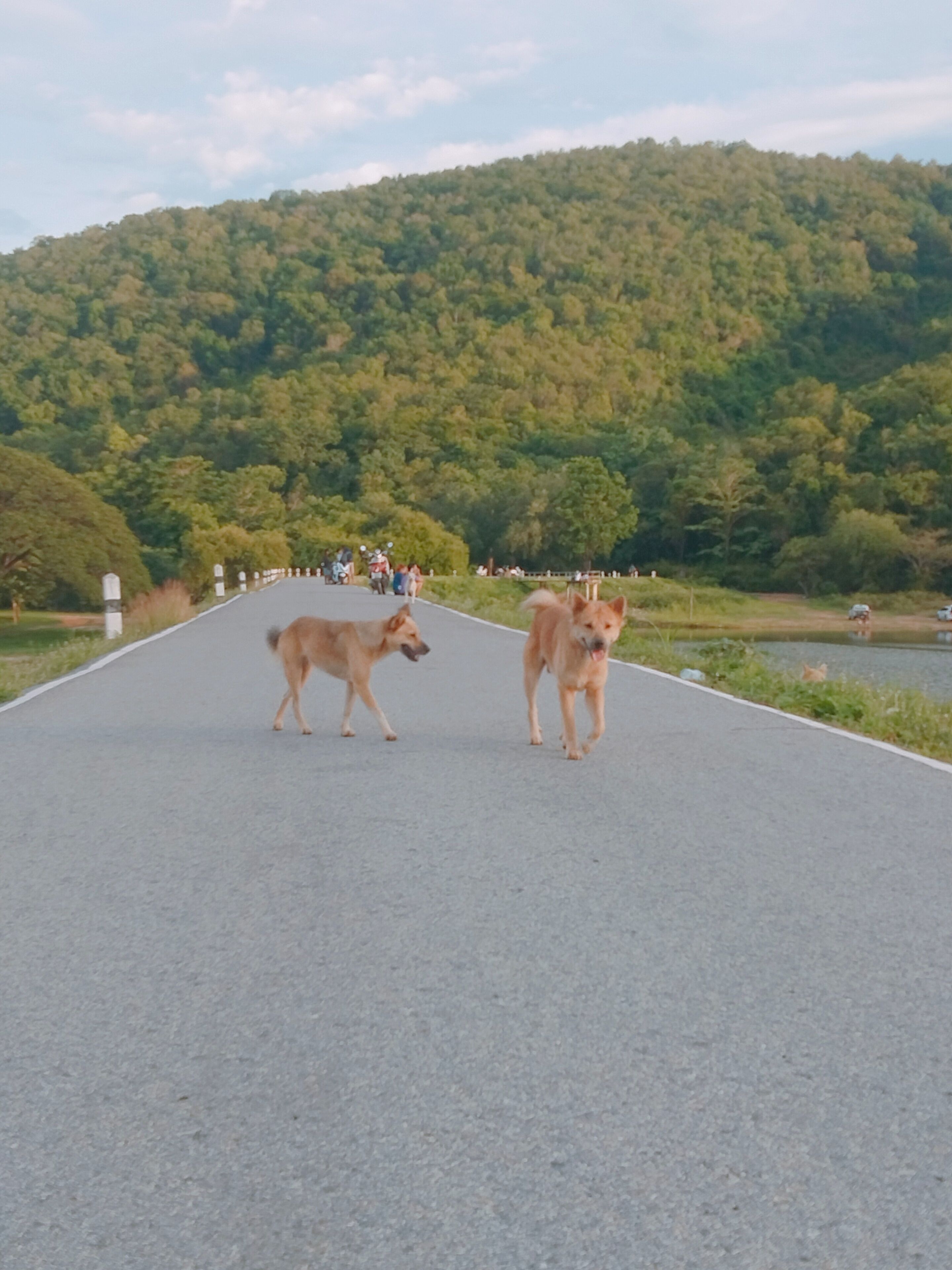 Un camino pavimentado con dos perros caminando.