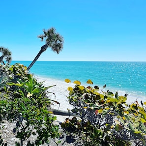 A beach with clear blue water, a palm tree, and various green plants.