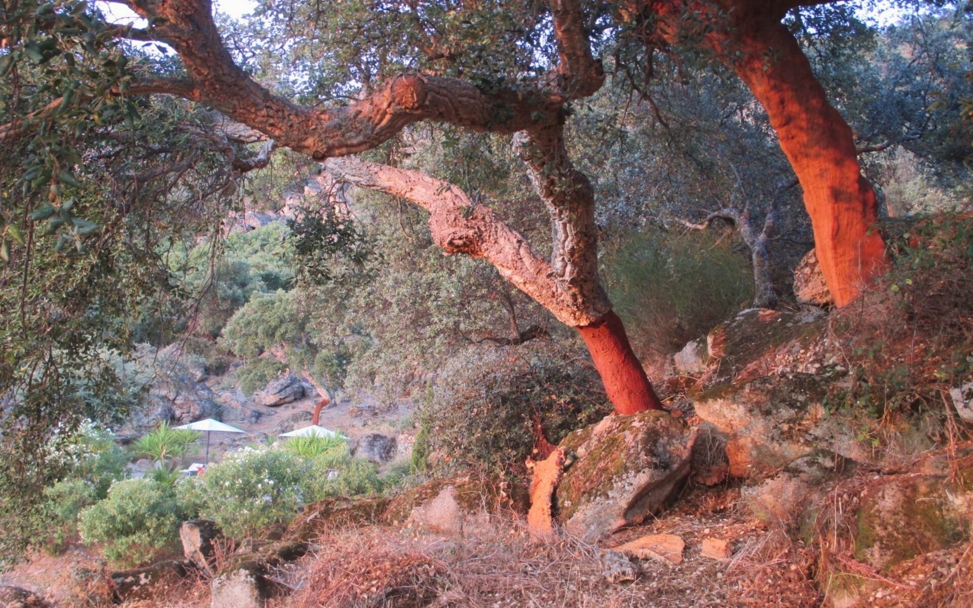 Un paysage rocheux avec un grand arbre à l’écorce rougeâtre.