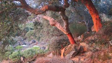 Un paysage rocheux avec un grand arbre à l’écorce rougeâtre.