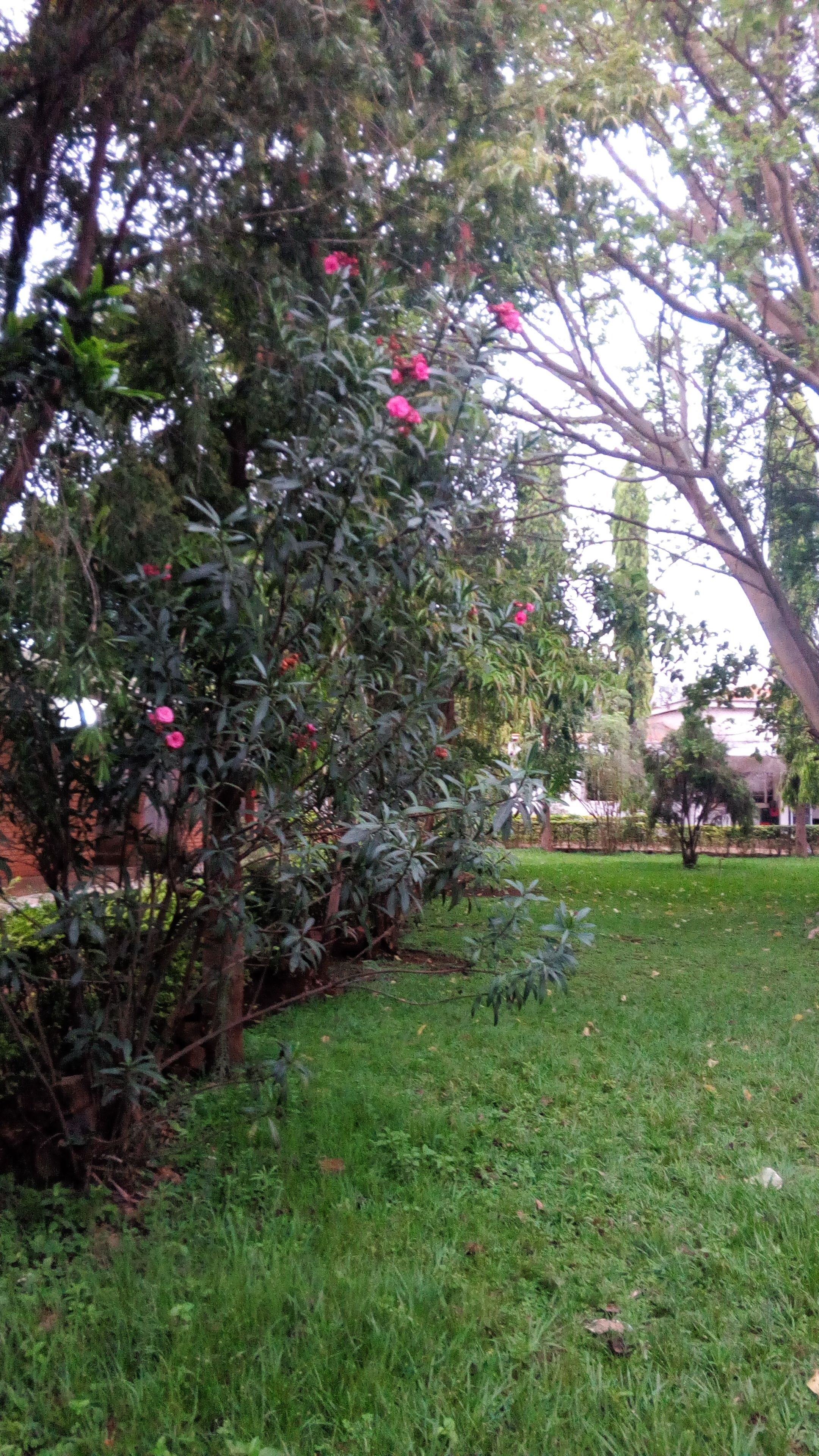 Un jardín con diversas especies de árboles y arbustos, algunos con flores rosadas.