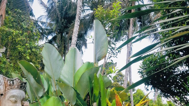 A person lying on a lounge chair in a garden with large green leaves and a stone statue. - Nirwa Ubud Karma (Ubud)