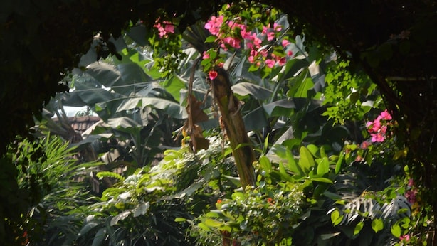 Garden - Colonial Residence (Entebbe)