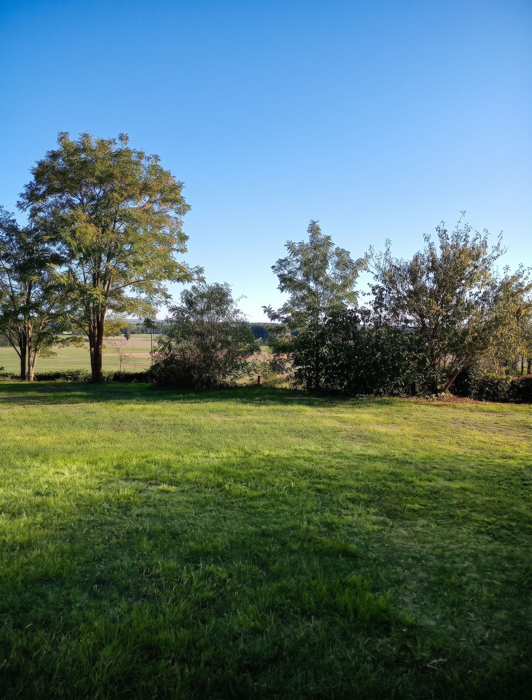 Un campo cubierto de hierba con árboles y cielo despejado.