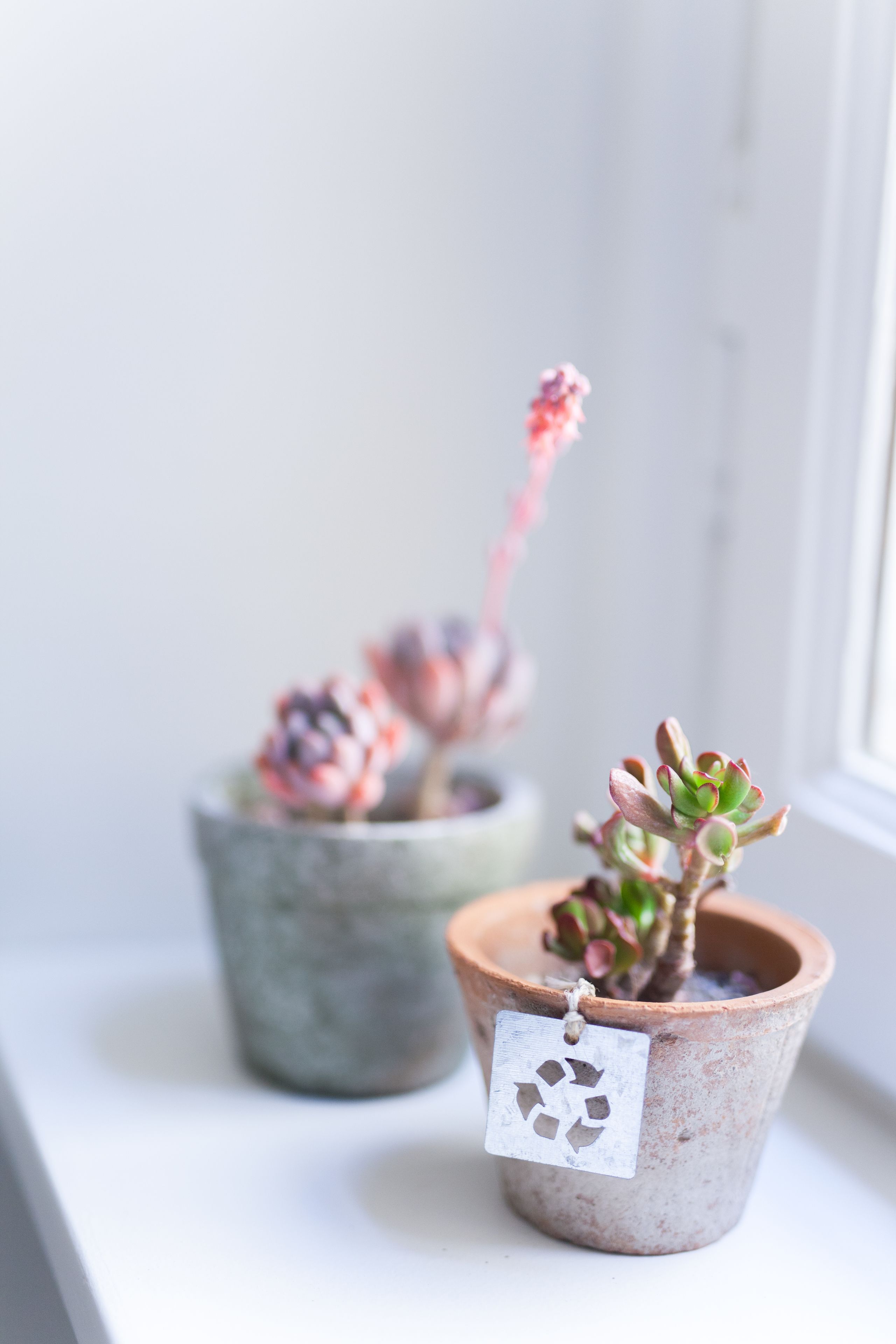 Two potted succulents on a windowsill.