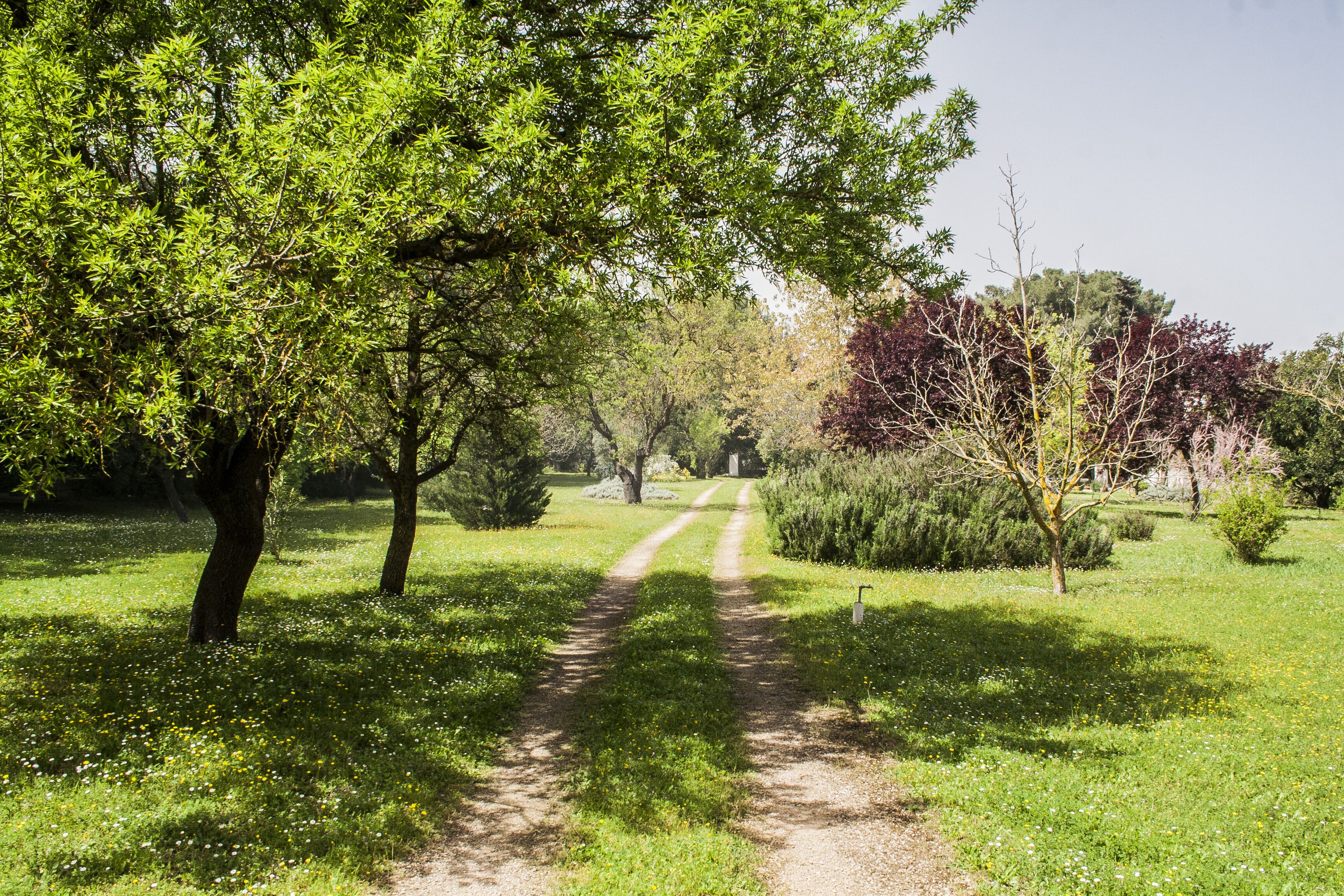 Un sendero de tierra que atraviesa un parque con árboles y césped.