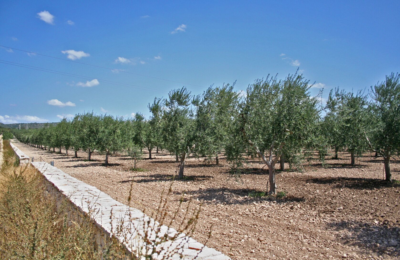 An olive grove with rows of trees and a paved walkway.