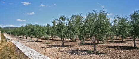 An olive grove with rows of trees and a paved walkway.