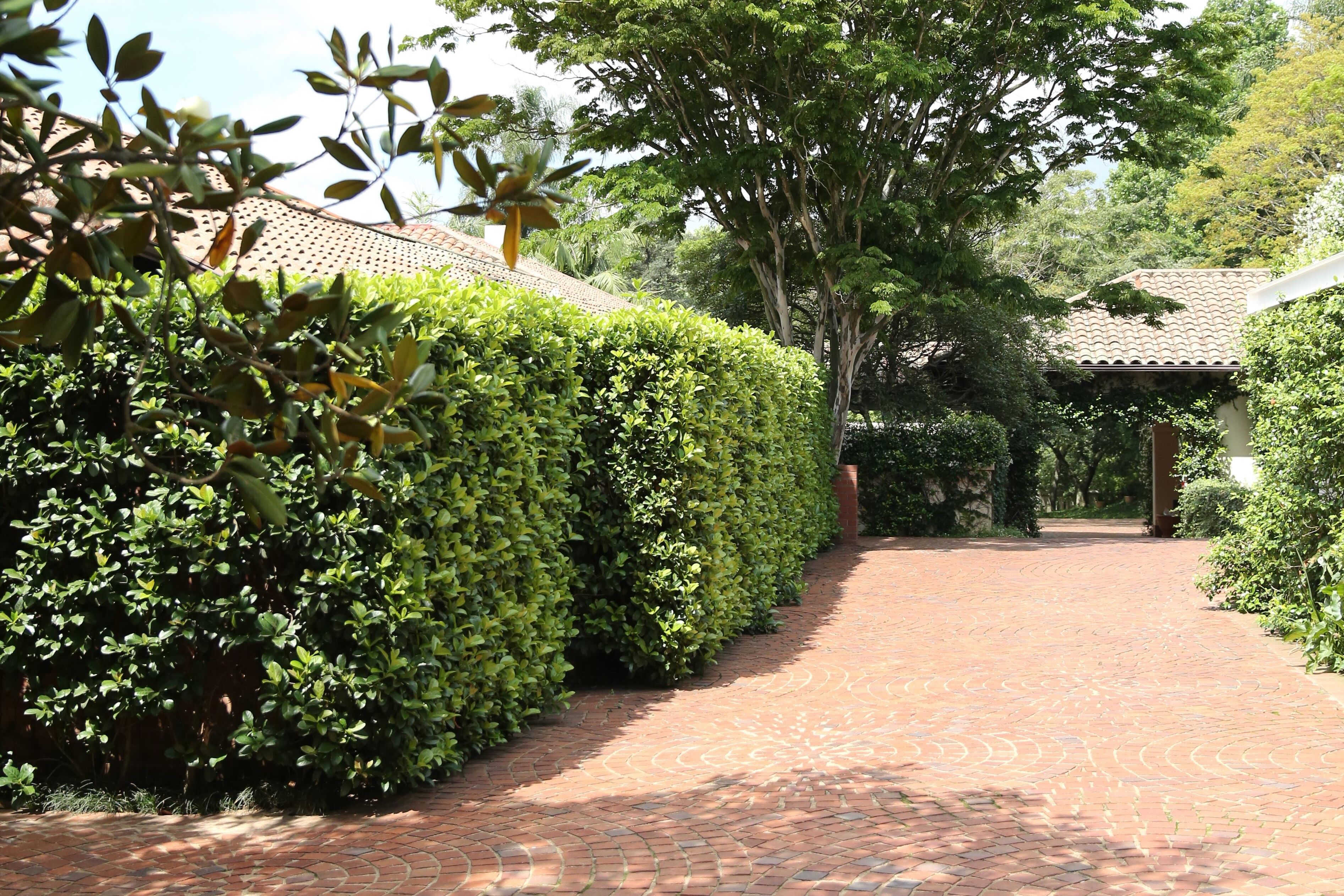 A brick pathway flanked by neatly trimmed hedges and trees, leading to a building with a tiled roof.