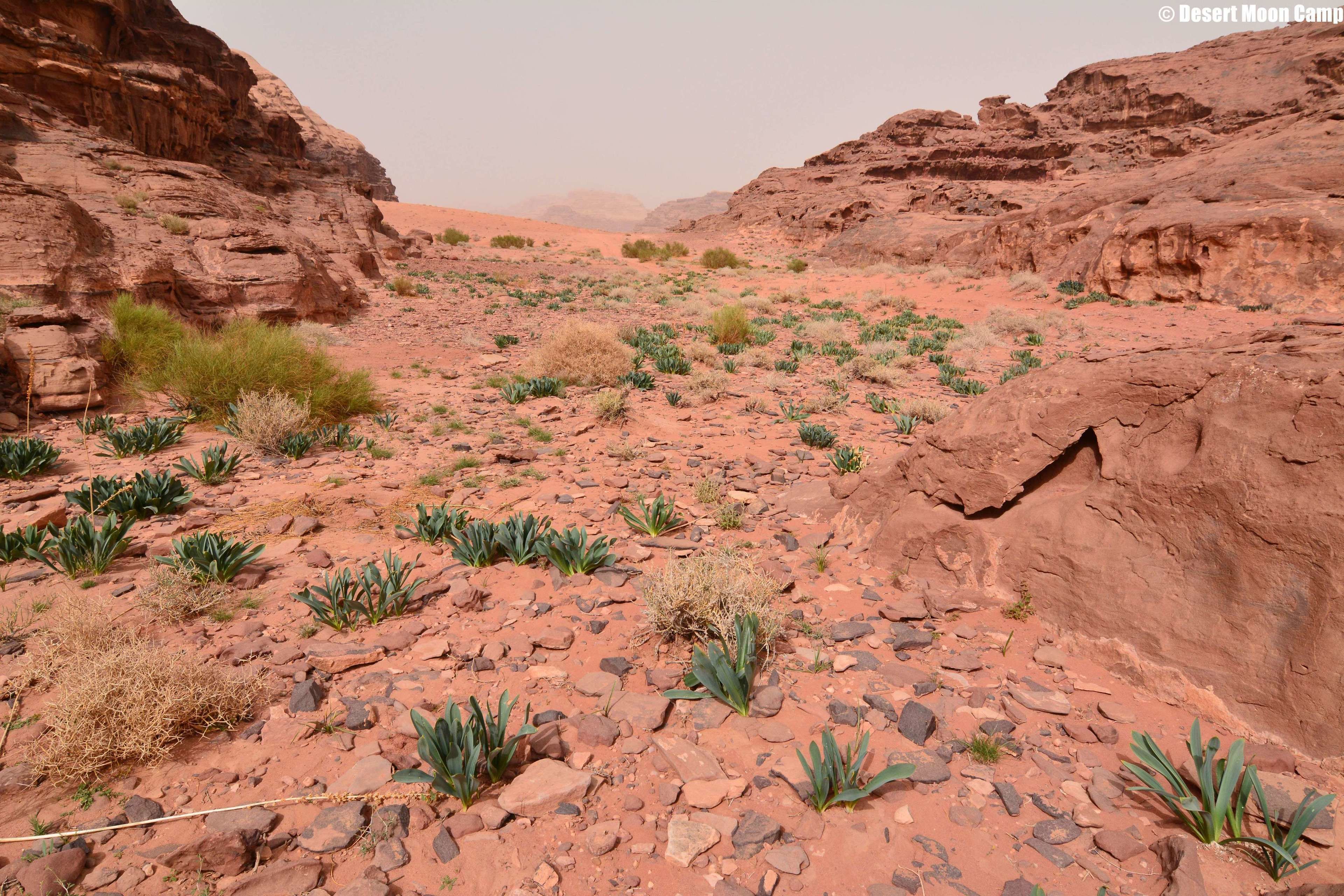 A desert landscape with rocky terrain and sparse vegetation.