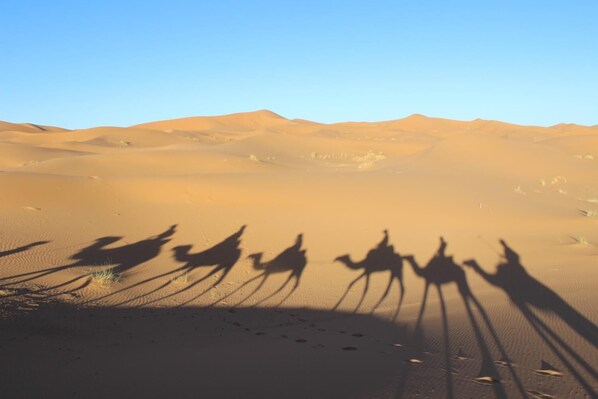 A desert landscape with sand dunes and shadows of camels.