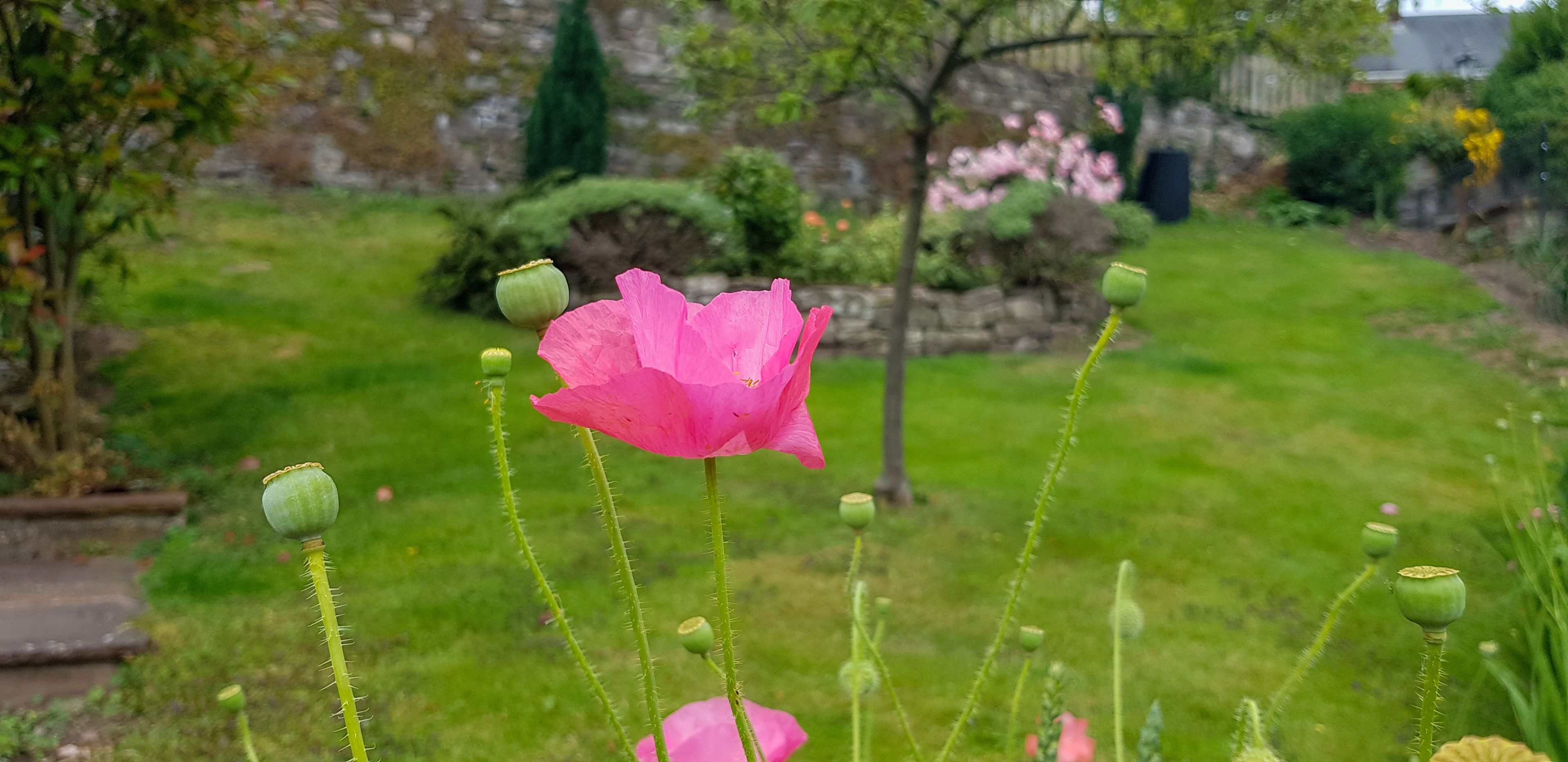 Un jardín con una flor rosa completamente abierta y varios capullos cerrados.