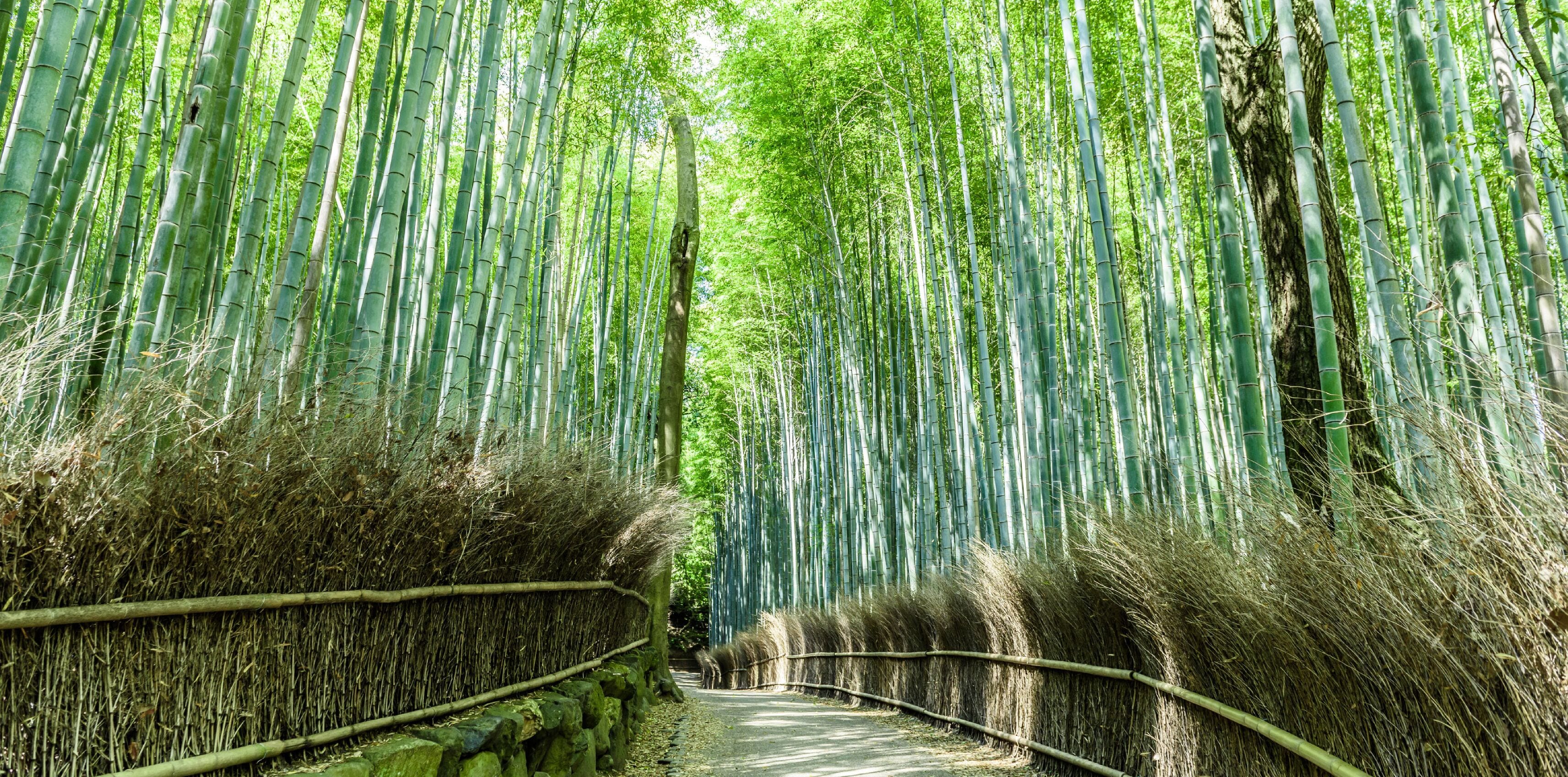A pathway flanked by tall bamboo trees, leading through a bamboo forest.