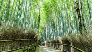 A pathway flanked by tall bamboo trees, leading through a bamboo forest.