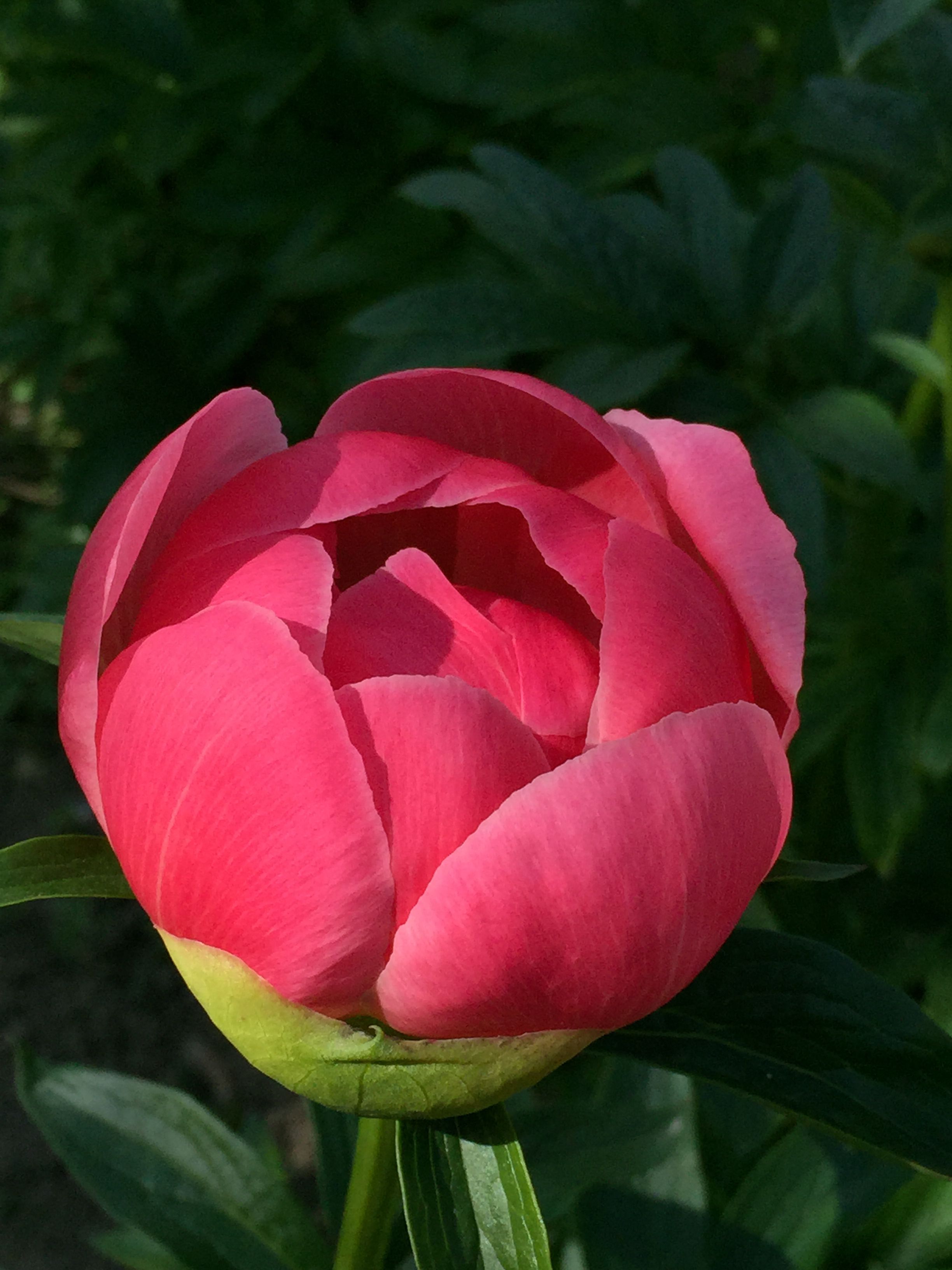 A pink flower bud with green leaves in the background.