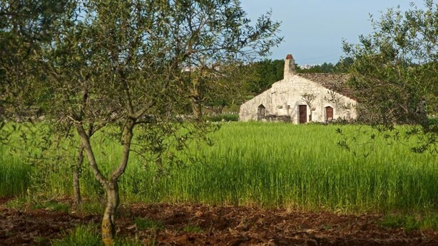 A rustic stone building with a chimney, surrounded by a lush green field and trees. - Masseria Ciavea (Gioia del Colle)