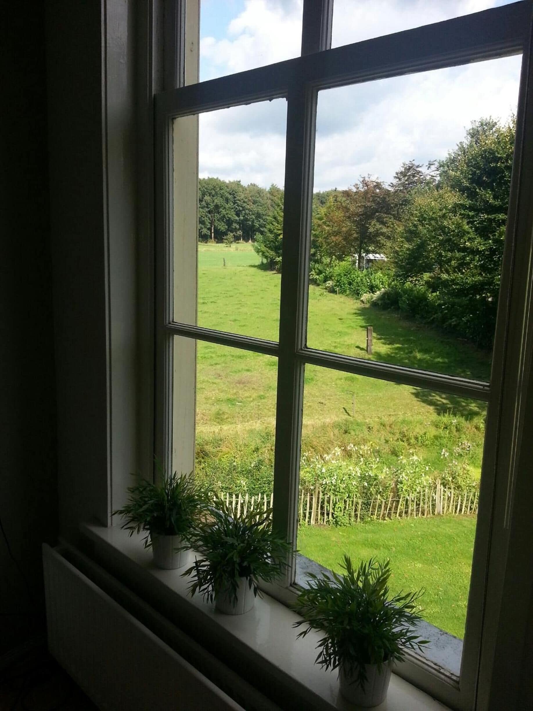 A window with a view of a grassy yard and a wooden fence.