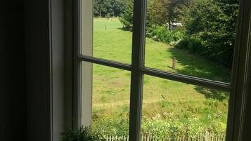 A window with a view of a grassy yard and a wooden fence.