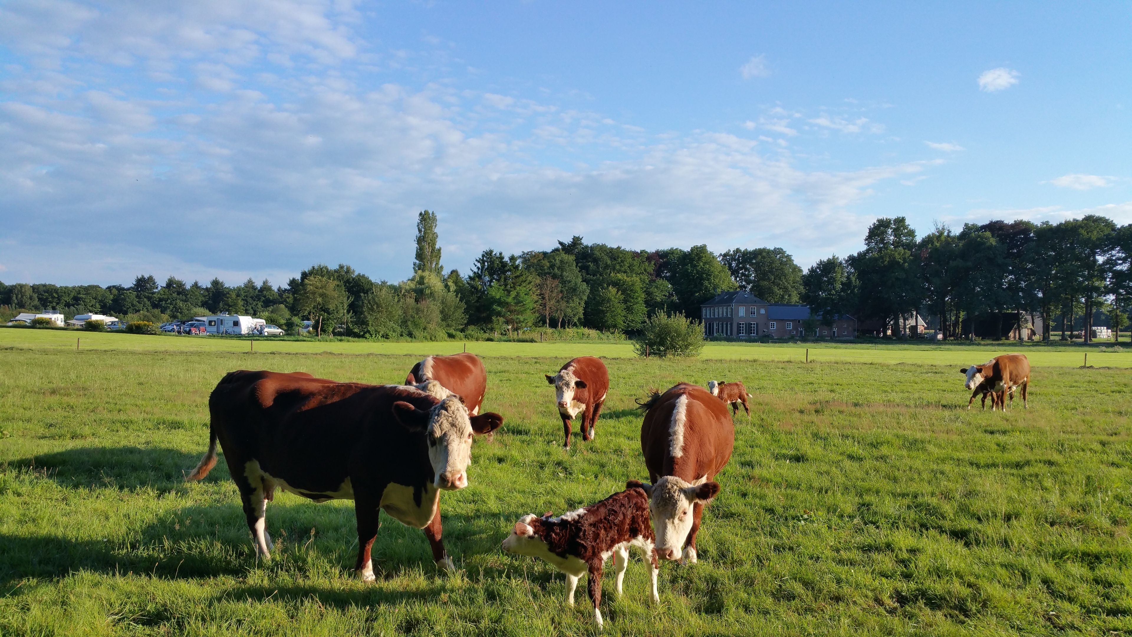 Un campo cubierto de hierba con vacas y una casa grande al fondo.