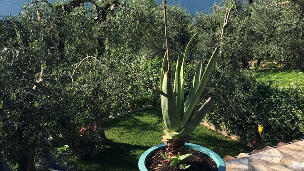 Een kamerplant aloe vera met een berg in de verte.