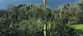 Limone - Petite maison entourée de verdure avec vue sur le lac 