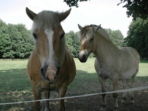 Équitation