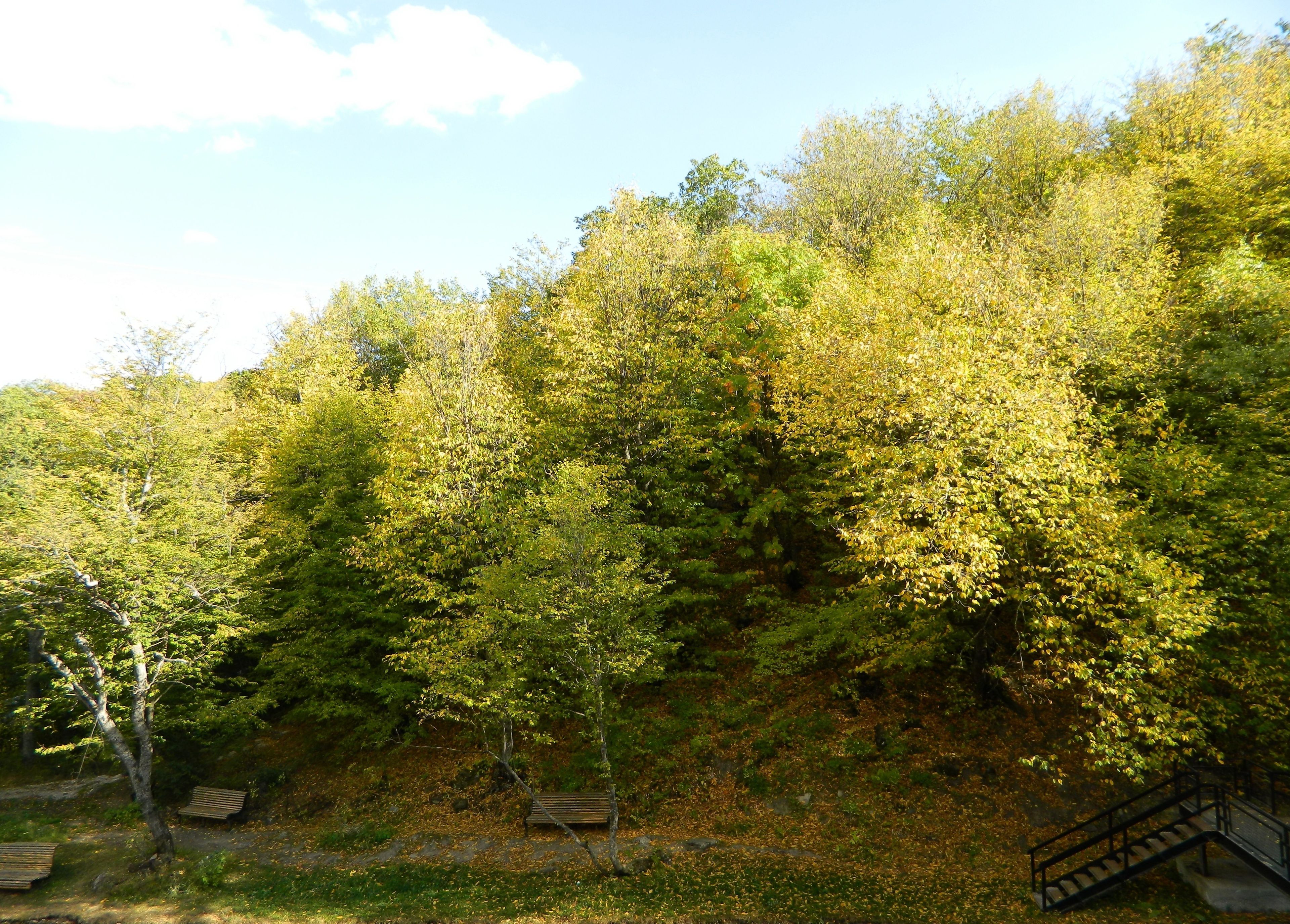 A forested area with benches and a staircase.
