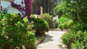 A pathway leading through a garden with various plants and a structure in the background.