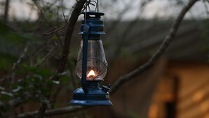 Un llum d'aixoplug estar penjant d'una branca d'arbre.