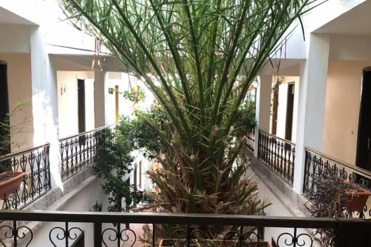 A balcony with a large palm tree, potted plants, and a wrought iron railing.