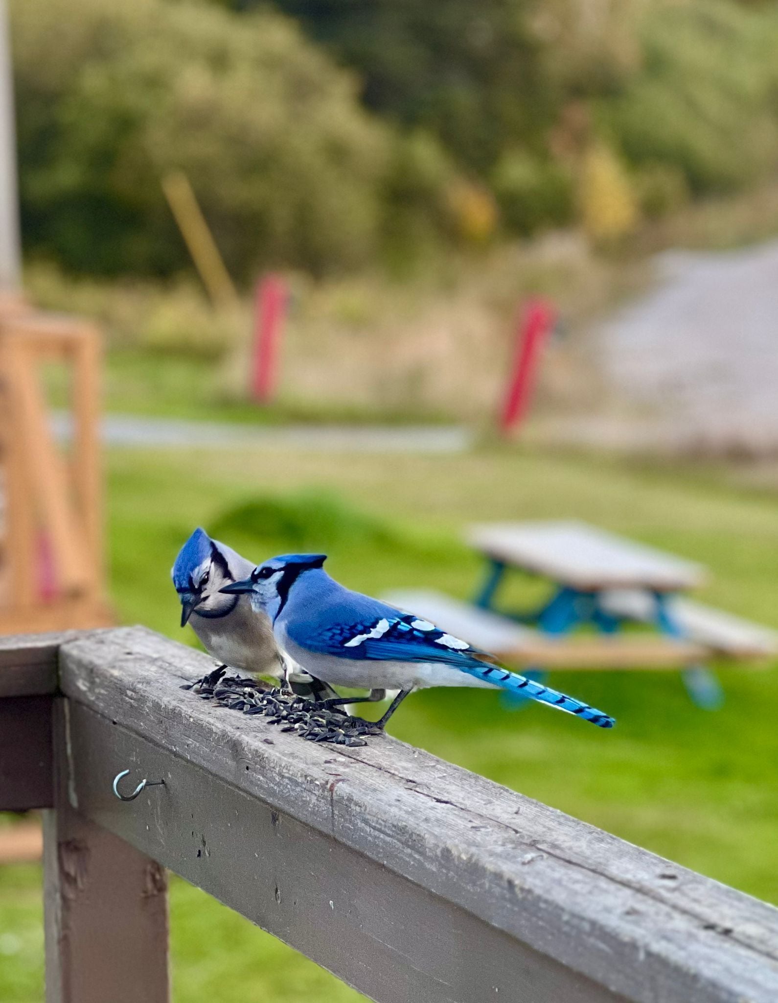 Un oiseau était perché sur une rambarde en bois.
