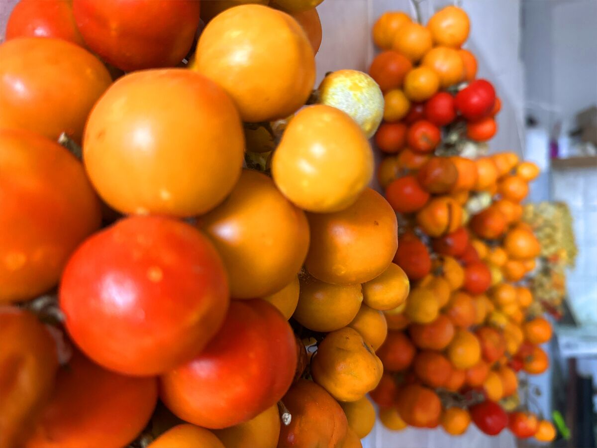 A variety of tomatoes in different colors, likely for sale.