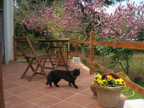 Balcony - Olive Tree Hill (Zagarolo)