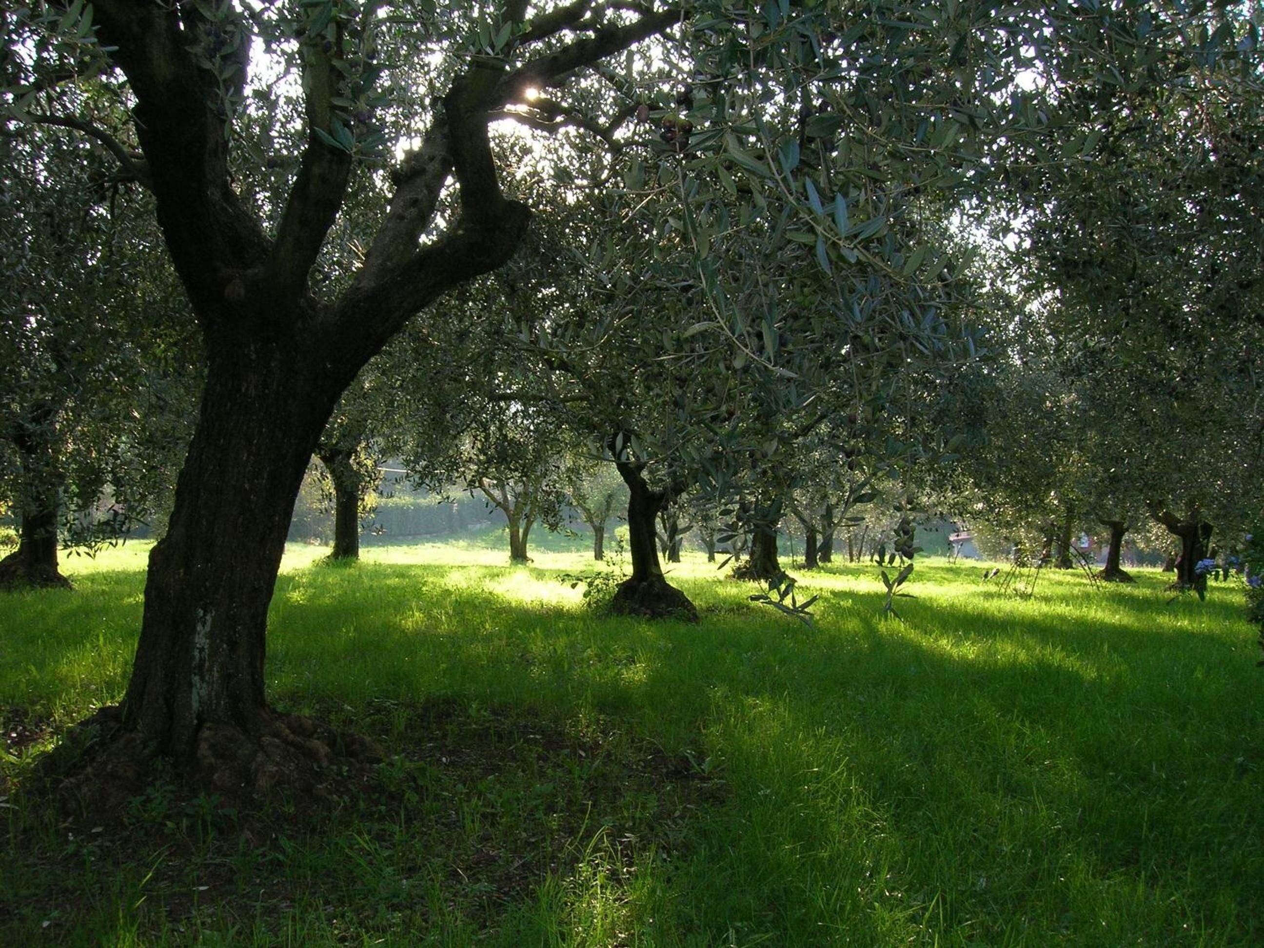 Photo - Olive Tree Hill