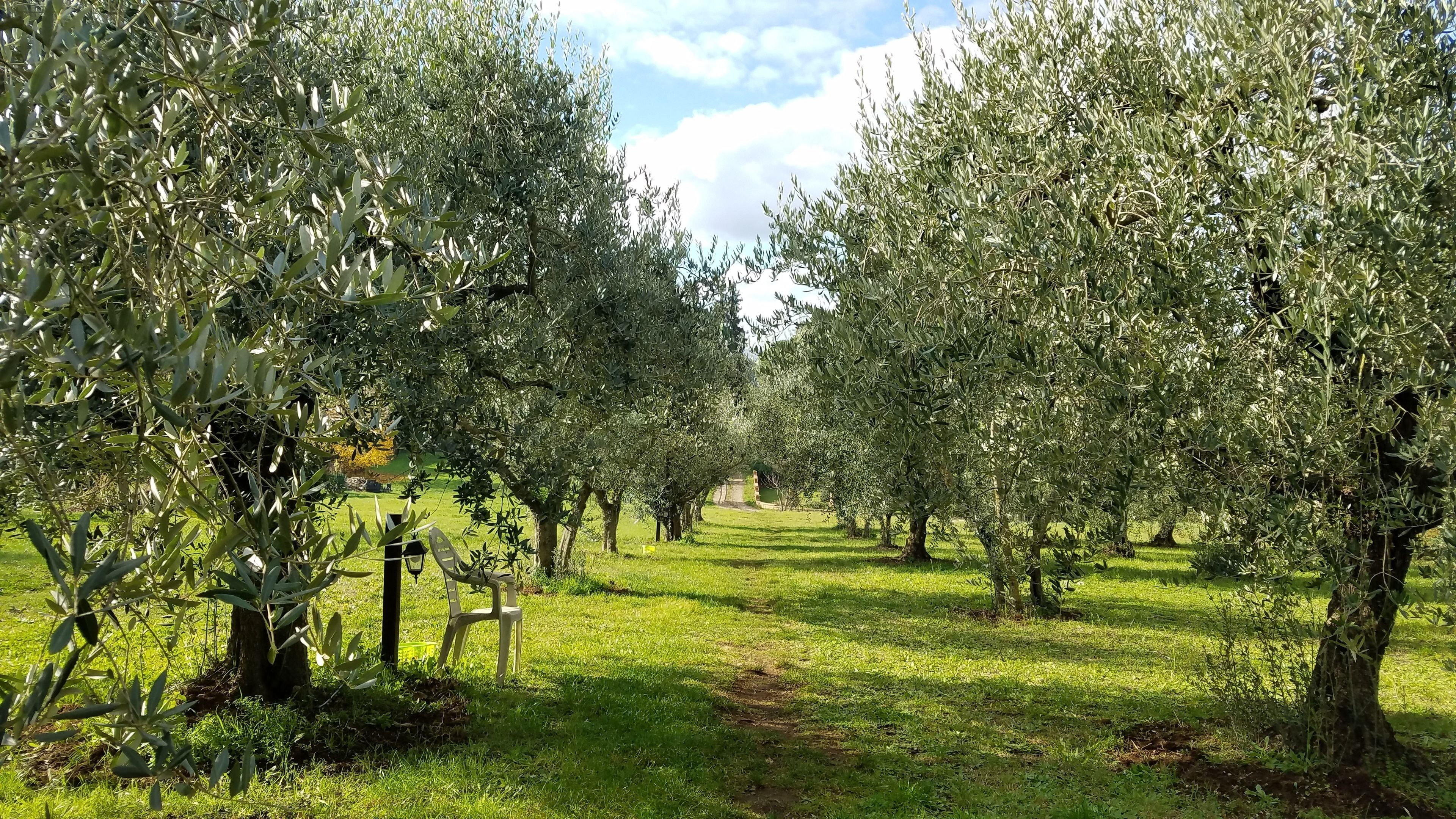 Photo - Olive Tree Hill