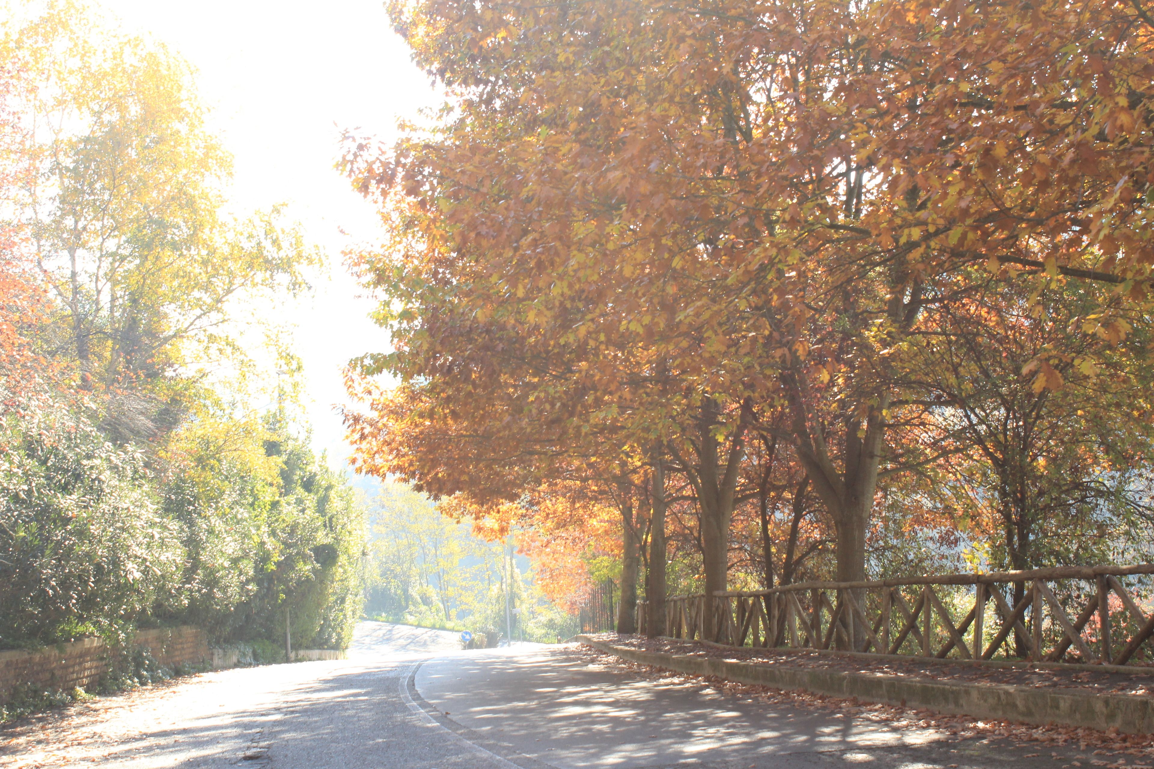 Photo - Olive Tree Hill