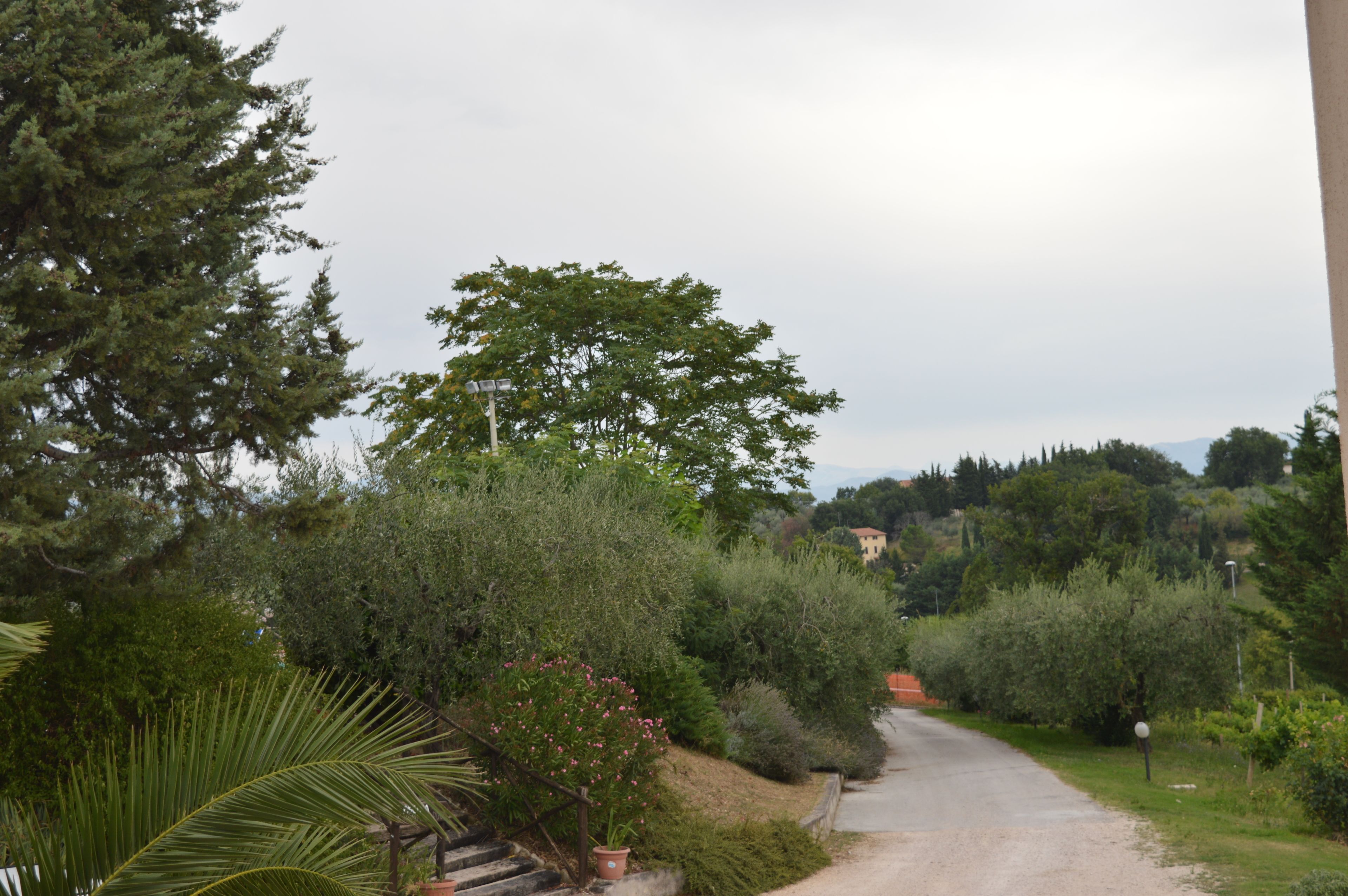 Un camino estrecho y pavimentado bordeado por abundante vegetación y un gran árbol.