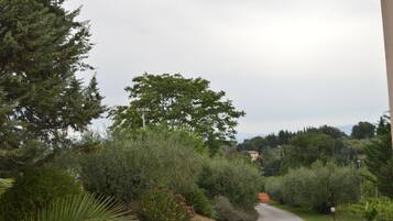 Un camino estrecho y pavimentado bordeado por abundante vegetación y un gran árbol.
