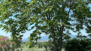 Eksteriør