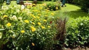 Un jardín con diversas plantas y flores, un césped y una montaña al fondo.