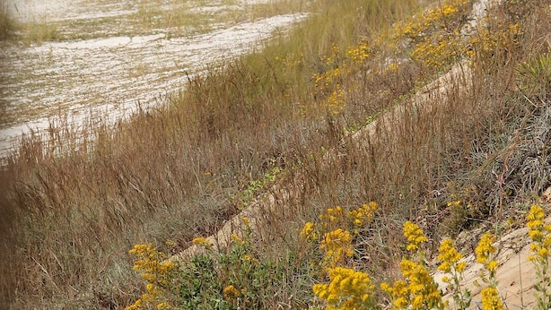 Une promenade en bois mène à une plage de sable, avec des fleurs jaunes au premier plan.