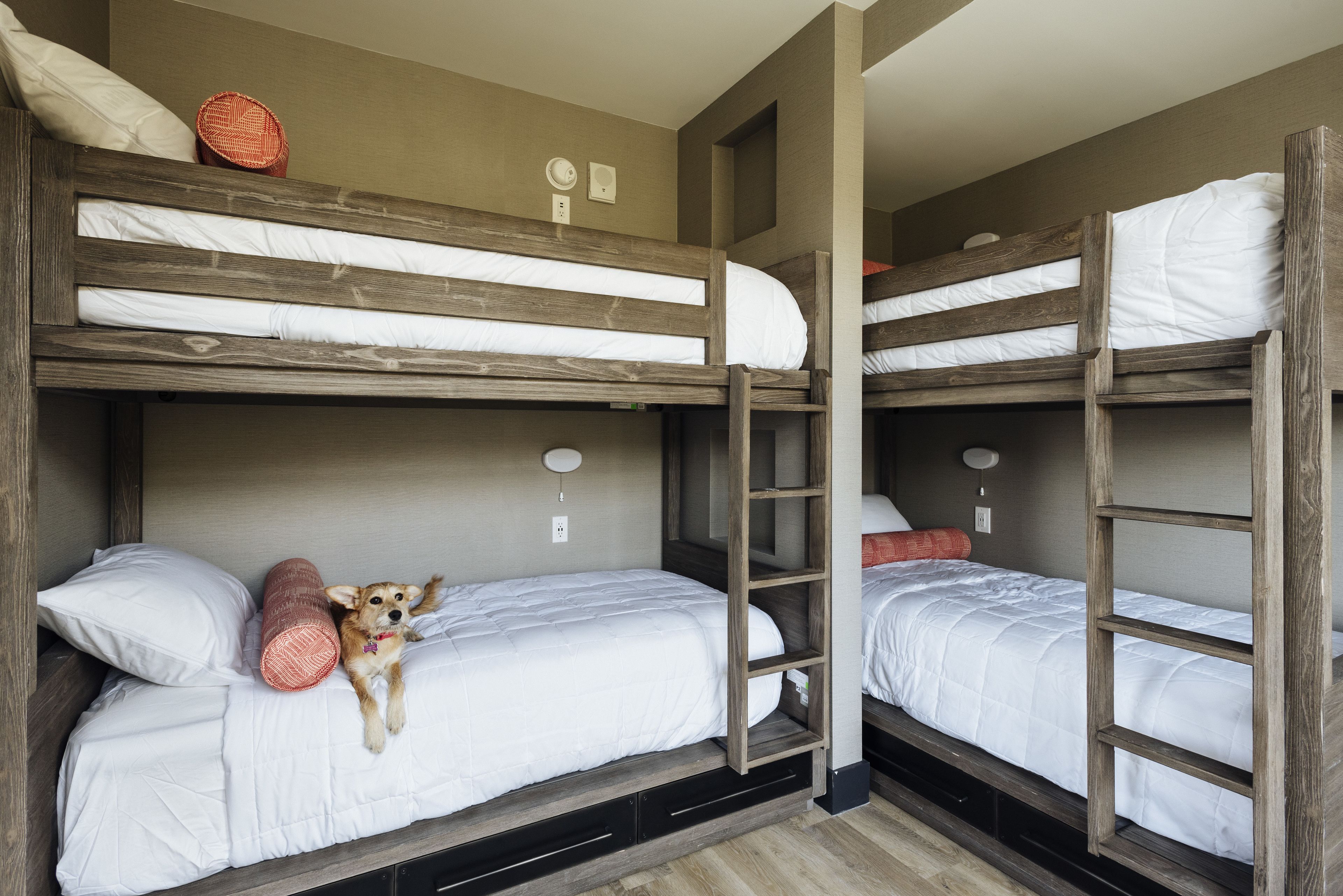 A bunk bed room with a dog lying on the lower bunk.