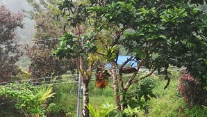 A lush garden with various plants and a tree with hanging fruits. - El Tesoro de Sir Hotel (Drake Bay)