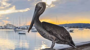 A pelican perched on a wooden railing by a marina with boats in the background.