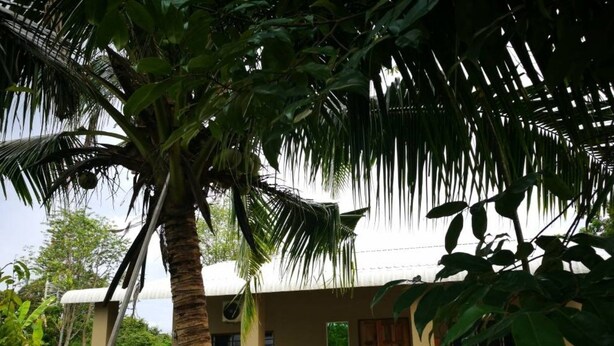 Una casa con tejado de paja, rodeada de abundante vegetación y una palmera.