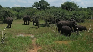 A dirt path leading through a grassy area with several elephants in the background. - Nehansa Resort and Safari (Thissamaharama)